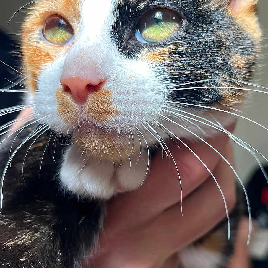 Kahula joined the competition — help win amazing prizes! animal, calico, cat, close_up, cute, ears, eyes, feline, focus, fur, hand, holding, indoor, mammal, nose, person, pet, portrait, sunlight, whiskers