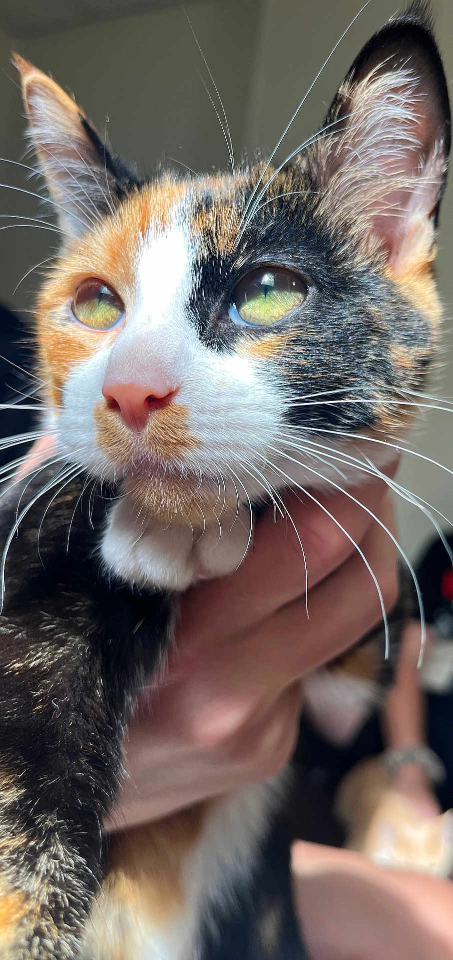 Kahula joined the competition — help win amazing prizes! cat, calico, close_up, whiskers, fur, eyes, pet, animal, hand, sunlight, indoor, portrait, cute, mammal, feline, nose, ears, person, holding, focus
