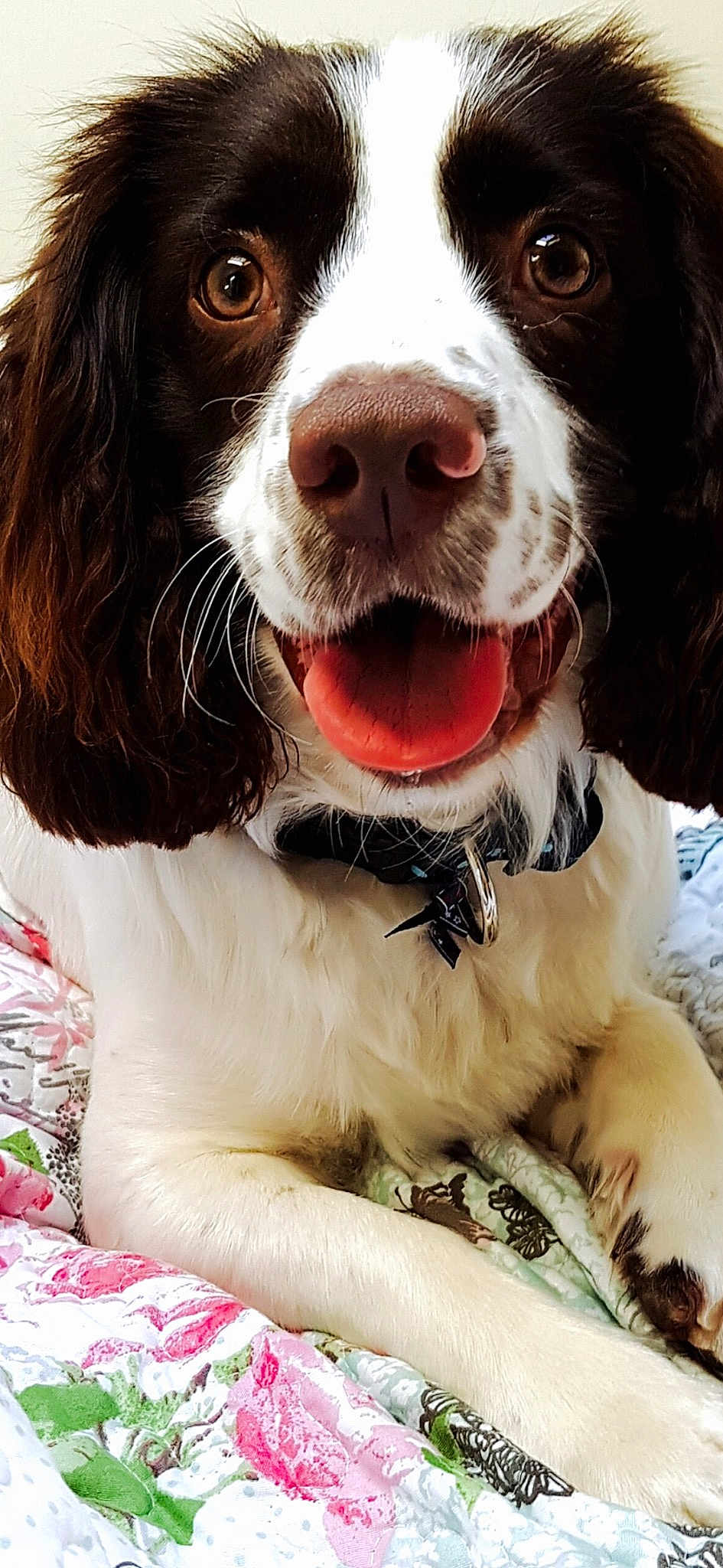 Buddy