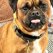 Tucker joined the competition — help win amazing prizes! dog, brown_dog, pet, tongue_out, collar, indoor, close_up, cute, animal, mammal, face, fur, ears, eyes, sitting, domestic_animal, friendly, snout, tag, carpet