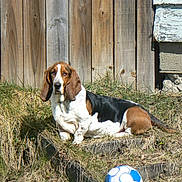 Maggie Rose is registered to the contest to win money with this photo: animal, background, basset_hound, canine, daytime, dog, ears, fur, grass, nature, outdoor, pet, playing, resting, soccer_ball, sports_equipment, sunlight, tail, wooden_fence, yard