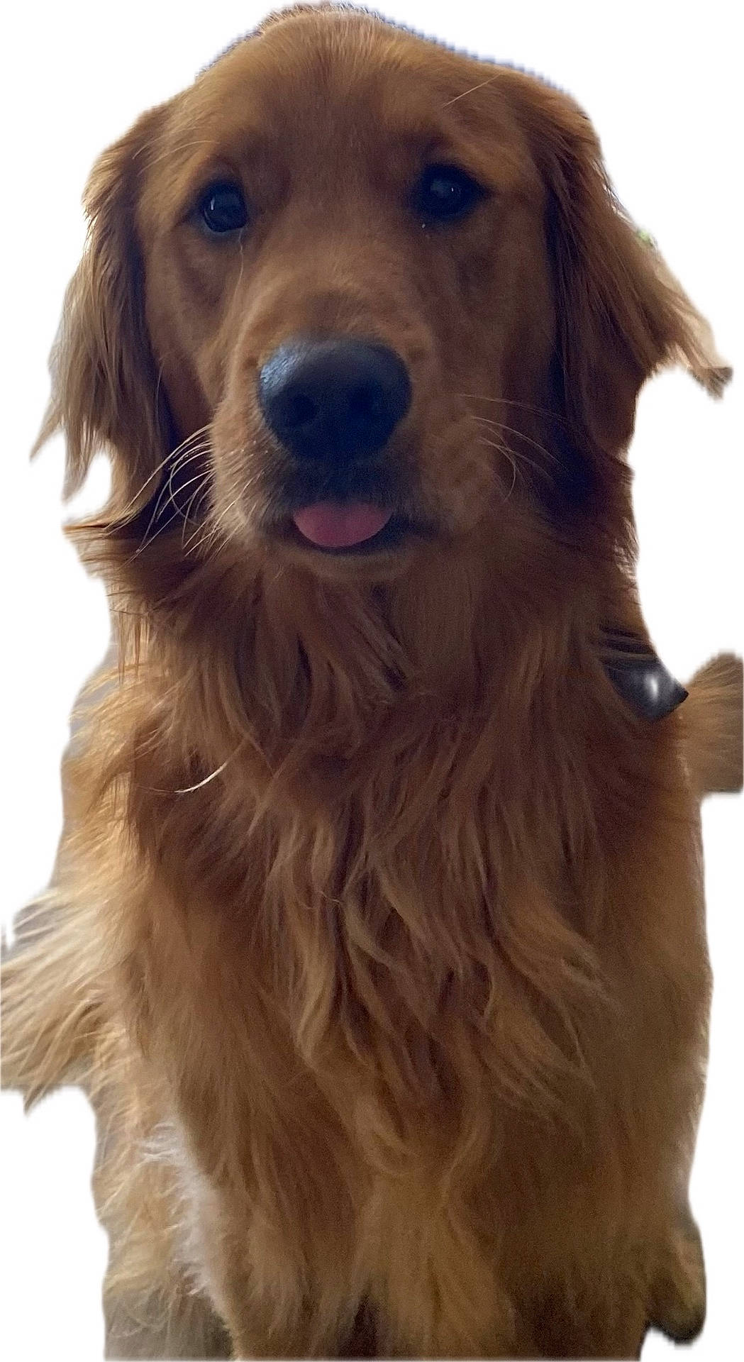 Charlie joined the competition — help win amazing prizes! animal, canine, cockerspaniel, dog, goldenretriever, hound, pet, puppy, snout