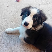 Pascal a rejoint le concours — aidez-le/la à gagner de superbes lots ! adorable, animal, black_and_white, chew_toy, concrete, cute, dog, ears, fluffy, fur, laying, looking_up, nose, outdoor, paw, pet, playful, puppy, toy, young