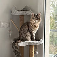 Titane a rejoint le concours — aidez-le/la à gagner de superbes lots ! cat, cat_tree, pet, feline, fluffy, indoor, window, toy, dangling_toy, fur, tail, looking, animal, houseplant, daylight, home, cozy, resting_place, perched, curious