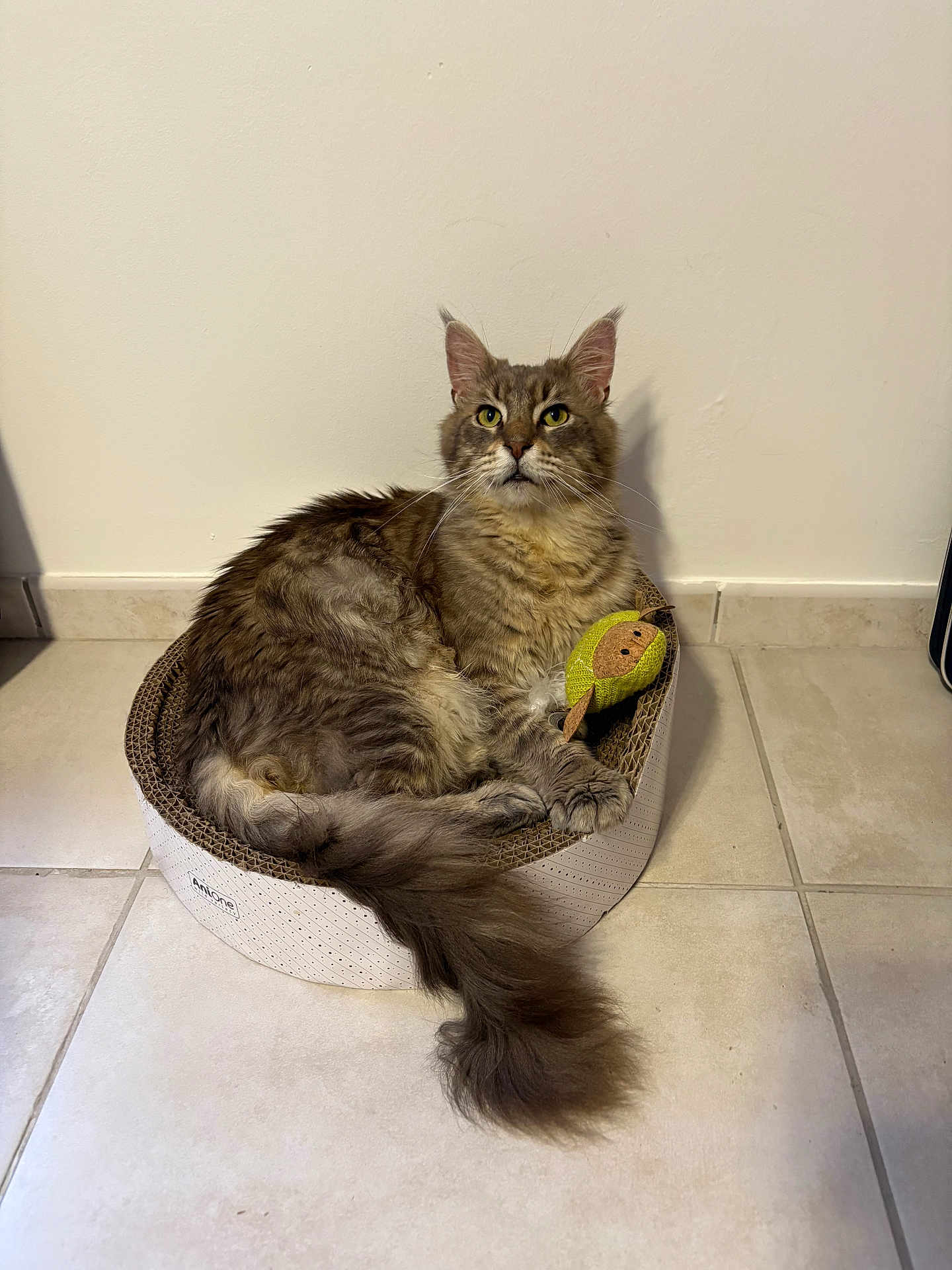 Titane participe au concours pour gagner de l'argent avec cette photo : cat, feline, pet, indoor, cozy, cardboard_bed, toy, plush_toy, long_tail, alert, fur, whiskers, ears, floor, tile, wall, relaxed, cute, domestic_animal, portrait
