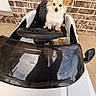 Benito is registered to the contest to win money with this photo: animal, black_seat, brick_wall, concrete_floor, cute, daytime, dog, fluffy, front_view, outdoor, pet, portrait, puppy, reflection, sitting, small_dog, steering_wheel, toy_car, vehicle, windshield