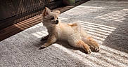 Benito is registered to the contest to win money with this photo: animal, blinds, carpet, cozy, cute, dog, domestic_animal, floor, fluffy, fur, home, indoor, light_and_shadow, pet, puppy, relaxing, resting, small_dog, sunlight, wooden_furniture