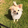 Benito joined the competition — help win amazing prizes! adorable, animal, canine, cute, dog, ears, face, fluffy, fur, garden, grass, looking_up, mammal, nature, outdoor, pet, puppy, small_dog, sunlight, young