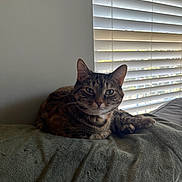 Callie joined the competition — help win amazing prizes! cat, tabby_cat, indoor, blanket, window_blinds, resting, pet, feline, animal, cozy, soft_texture, green_blanket, curious_eyes, relaxed, domestic_cat, fur, whiskers, paw, natural_light, home