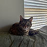 cat, tabby_cat, indoor, blanket, window_blinds, resting, pet, feline, animal, cozy, soft_texture, green_blanket, curious_eyes, relaxed, domestic_cat, fur, whiskers, paw, natural_light, home
