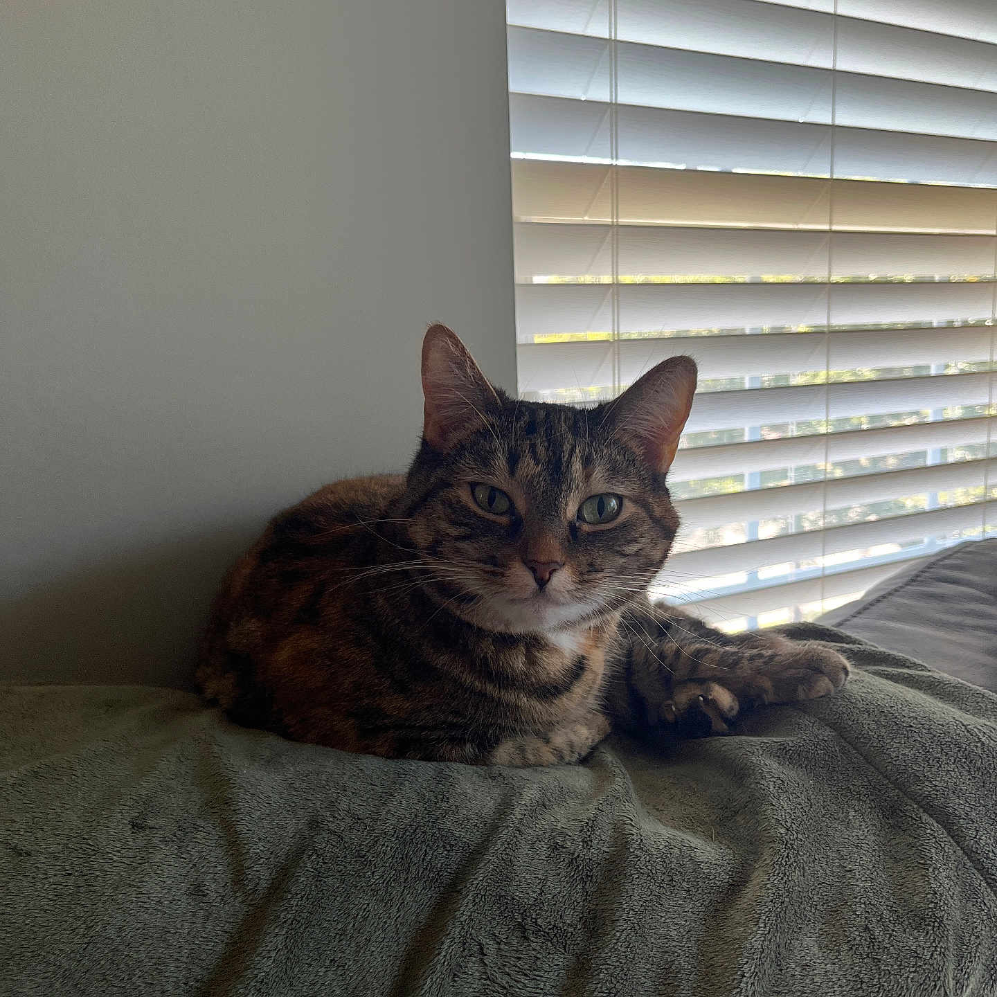 Callie
