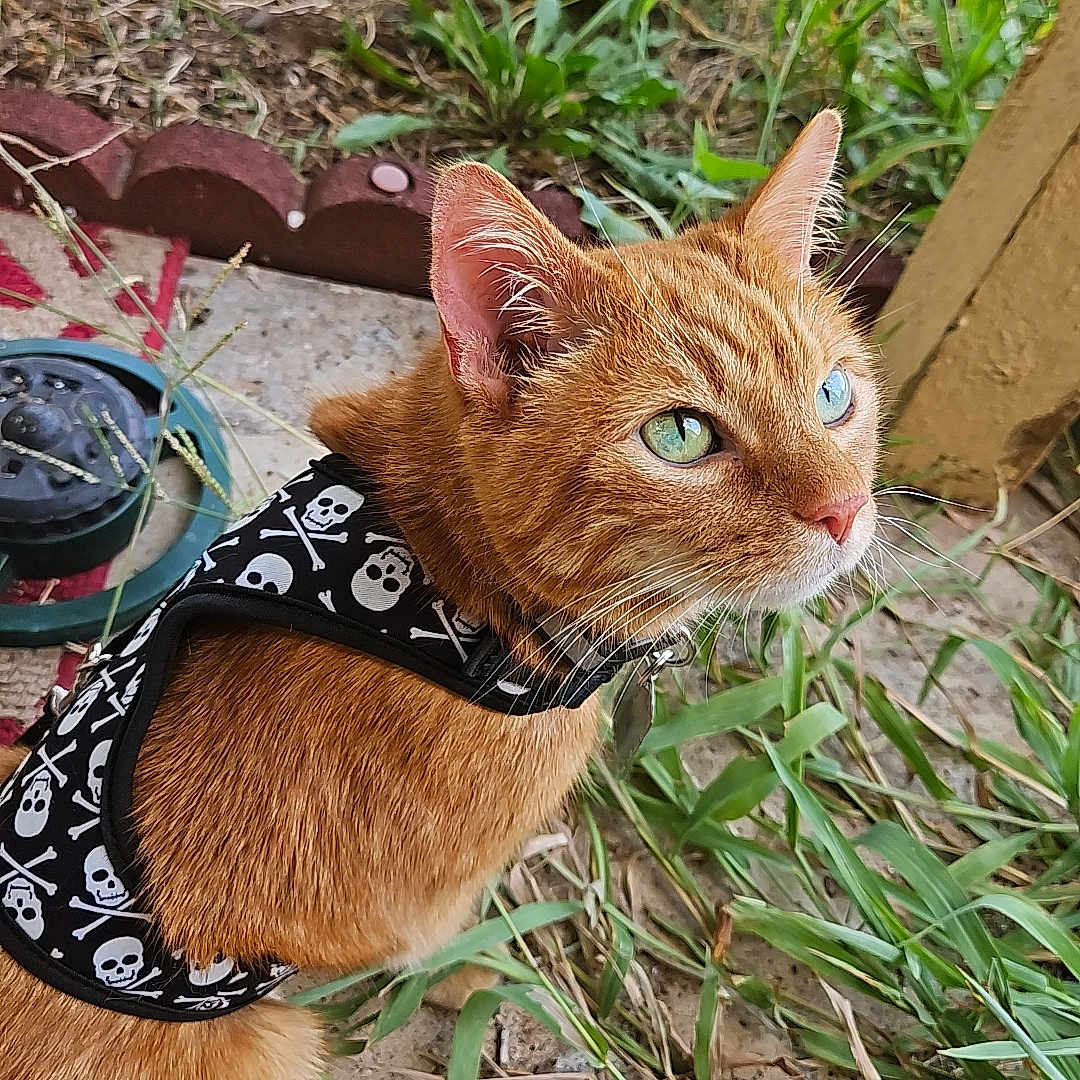 Tom is registered to the contest to win money with this photo: abyssinian, accessories, animal, bag, cat, cookware, countryside, formalwear, grass, kitten, lawn, manx, nature, pet, plant, pot, soil, strap, tie, wood