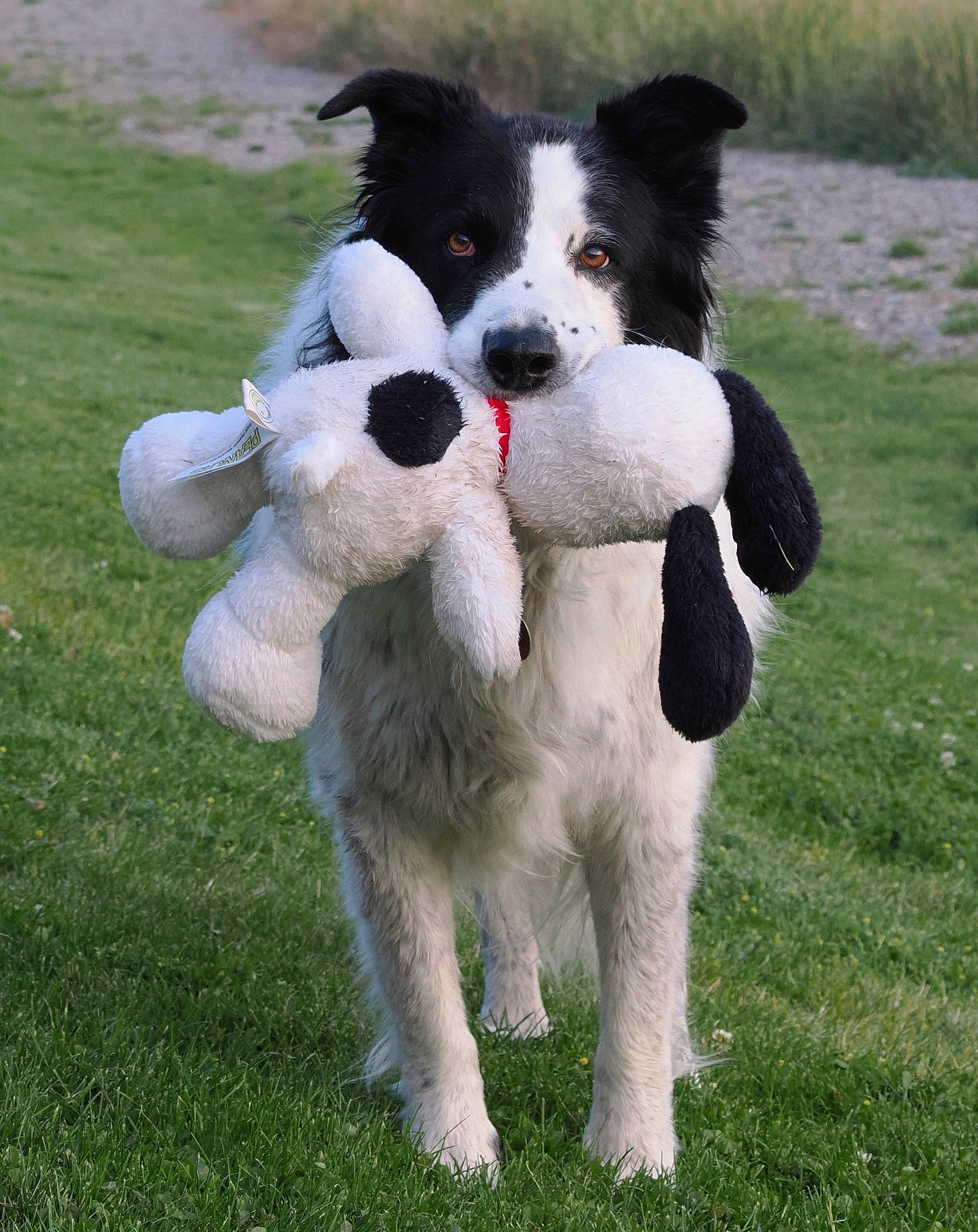 Pepper is registered to the contest to win money with this photo: accessories, animal, ball, canine, collie, dog, football, grass, lawn, pet, plant, plush, puppy, soccer, soccerball, sport, strap, terrier, toy, whitedog