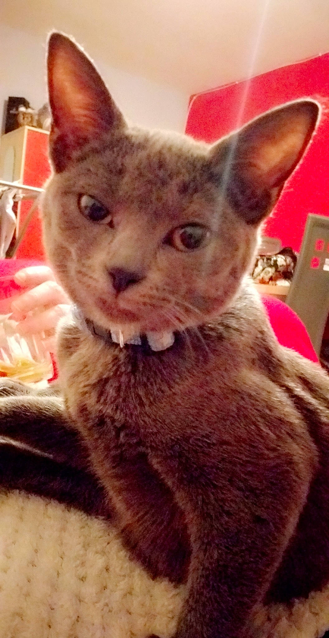 Fripouille participe au concours pour gagner de l'argent avec cette photo : asian, carnivore, cat, cornish_rex, devon_rex, felidae, german_rex, mammal, oriental_shorthair, rex_cat, small_to_medium_sized_cats, snout, vertebrate, whiskers