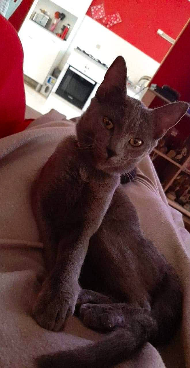 Maïtika participe au concours pour gagner de l'argent avec cette photo : asian, british_shorthair, burmese, carnivore, cat, chartreux, domestic_short_haired_cat, felidae, german_rex, havana_brown, kitten, korat, mammal, nebelung, russian_blue, small_to_medium_sized_cats, vertebrate, whiskers