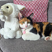 Autone a rejoint le concours — aidez-le/la à gagner de superbes lots ! cat, calico_cat, stuffed_animal, lamb_toy, couch, pillow, indoor, pet, relaxed, furniture, pink, white, black, orange, fur, animal, domestic, cute, cozy, collar