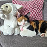 cat, calico_cat, stuffed_animal, lamb_toy, couch, pillow, indoor, pet, relaxed, furniture, pink, white, black, orange, fur, animal, domestic, cute, cozy, collar