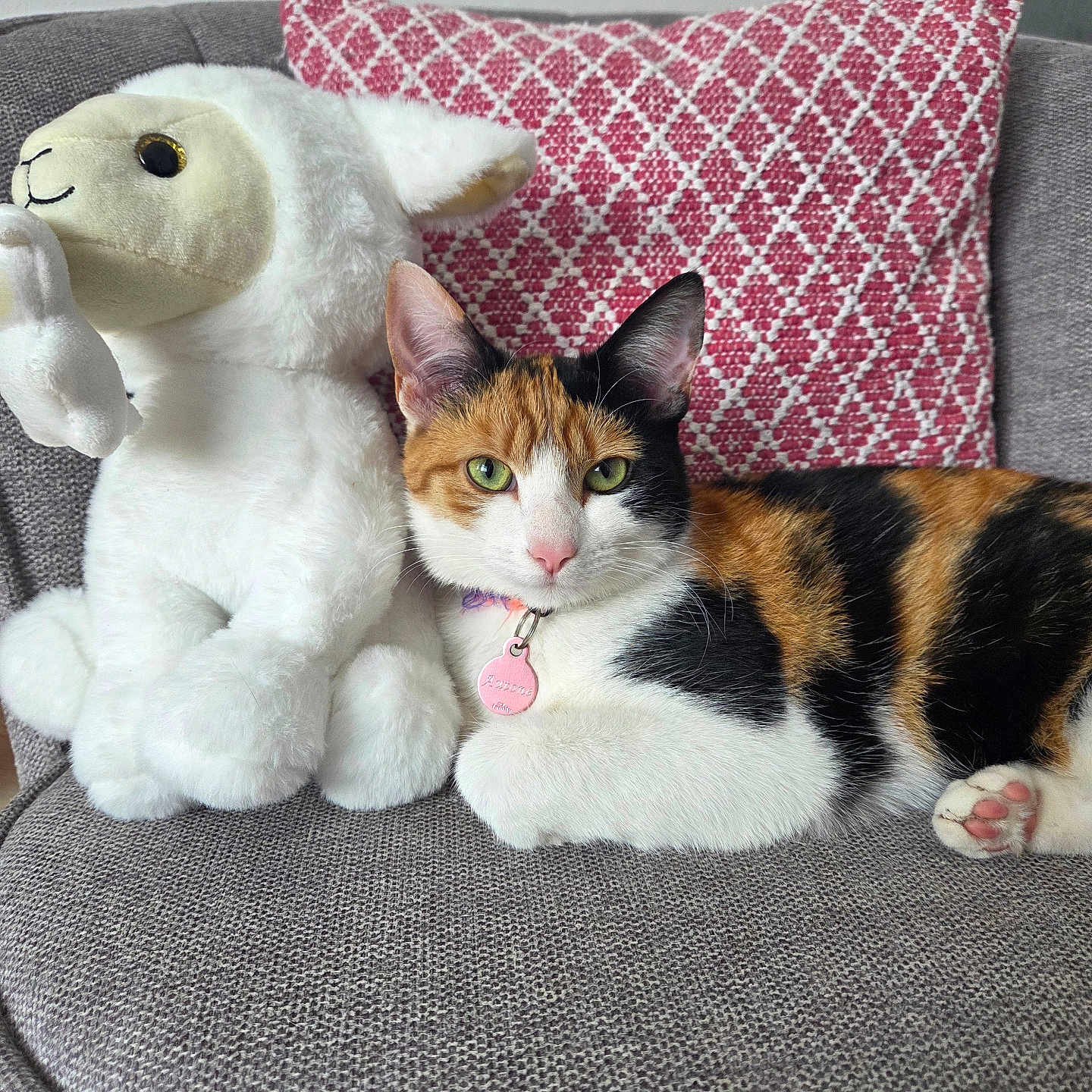 Autone a rejoint le concours — aidez-le/la à gagner de superbes lots ! cat, calico_cat, stuffed_animal, lamb_toy, couch, pillow, indoor, pet, relaxed, furniture, pink, white, black, orange, fur, animal, domestic, cute, cozy, collar