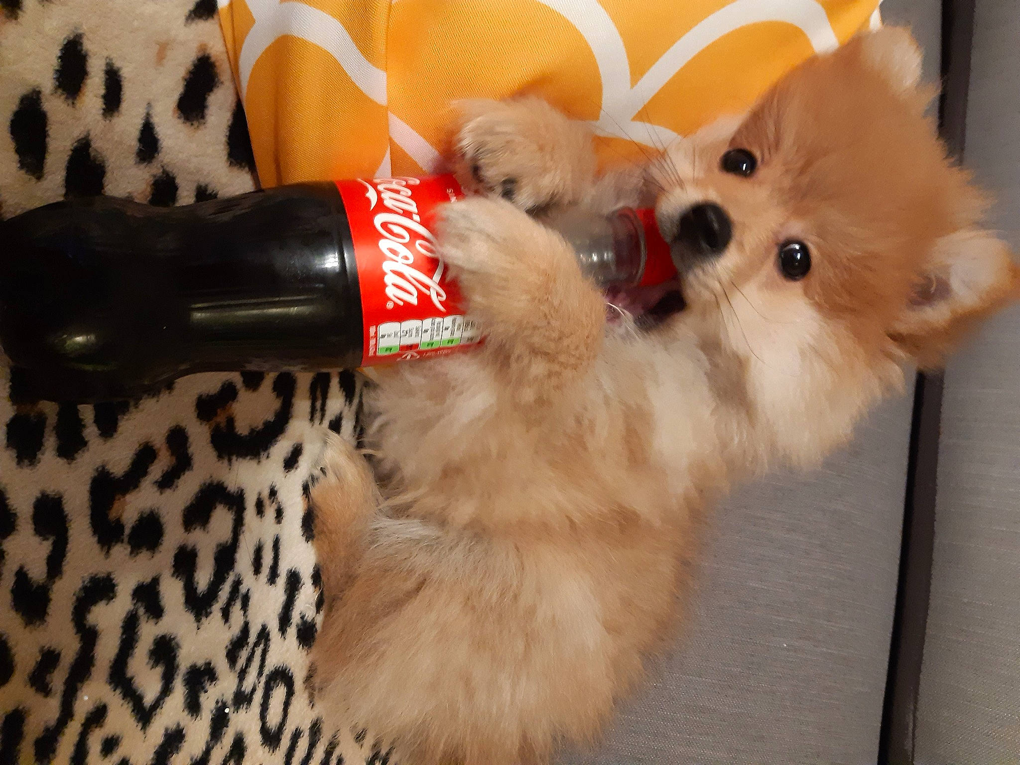 Pulco a rejoint le concours — aidez-le/la à gagner de superbes lots ! carnivore, dog_breed, felidae, flooring, kitten, mammal, photograph, product, puppy, room, small_to_medium_sized_cats, snout, spitz, sporting_group, tail, textile, vertebrate, whiskers, white, yellow