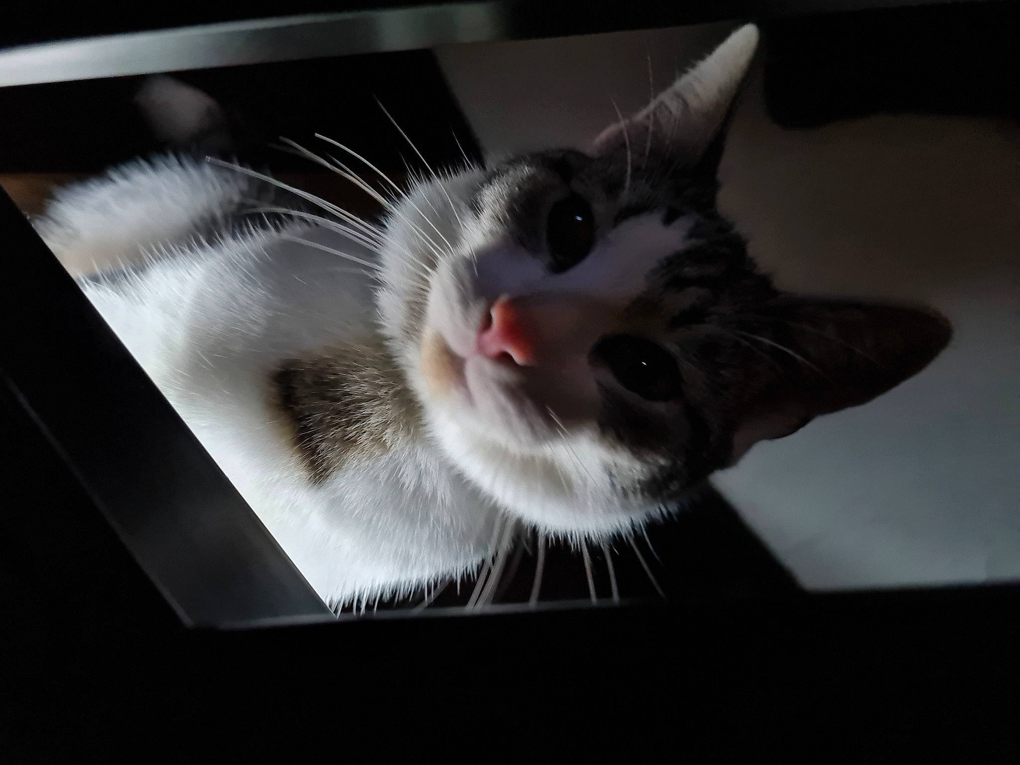 Chamallow a rejoint le concours — aidez-le/la à gagner de superbes lots ! box, carnivore, cat, domestic_short_haired_cat, eye, felidae, fur, paw, small_to_medium_sized_cats, snout, whiskers, window