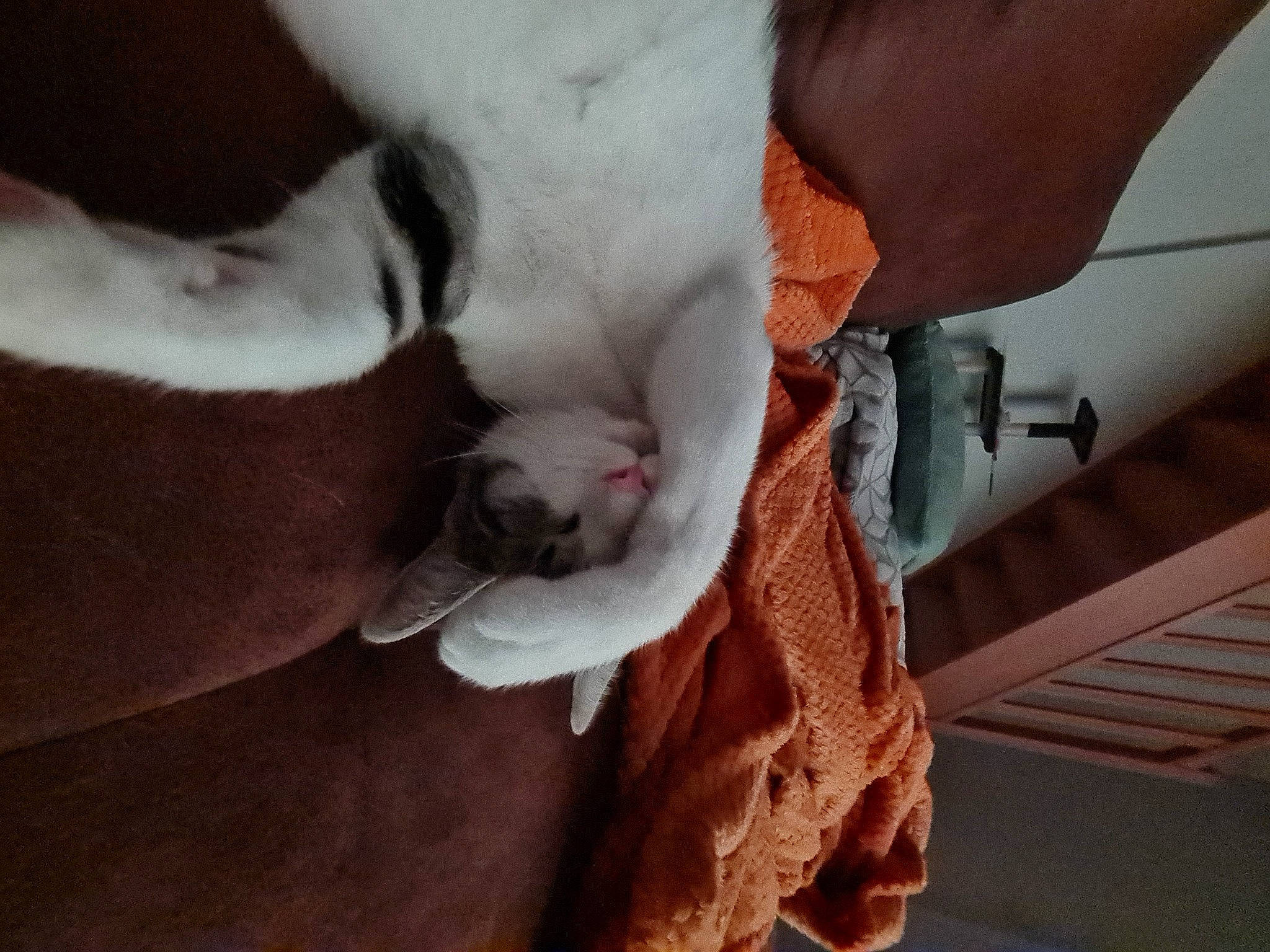 Chamallow participe au concours pour gagner de l'argent avec cette photo : canidae, carnivore, cat, collar, comfort, companion_dog, dog_breed, domestic_short_haired_cat, ear, fawn, felidae, fur, paw, small_to_medium_sized_cats, snout, sporting_group, tail, whiskers, wood, working_animal