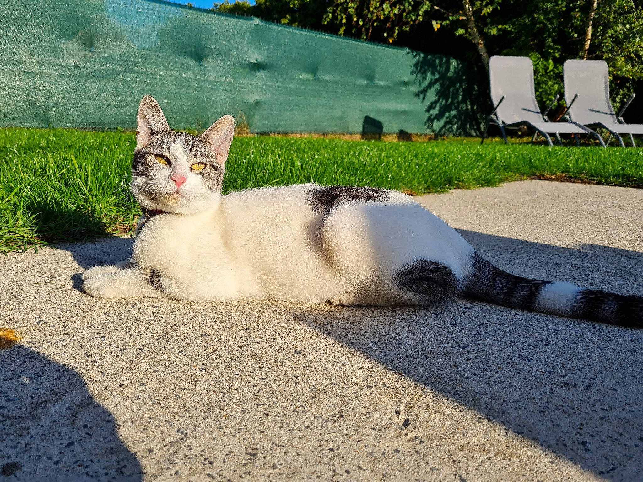Chamallow a rejoint le concours — aidez-le/la à gagner de superbes lots ! asphalt, carnivore, cat, domestic_short_haired_cat, fawn, felidae, fur, grass, paw, plant, road_surface, shadow, sitting, small_to_medium_sized_cats, snout, tail, terrestrial_animal, tree, whiskers, wildlife