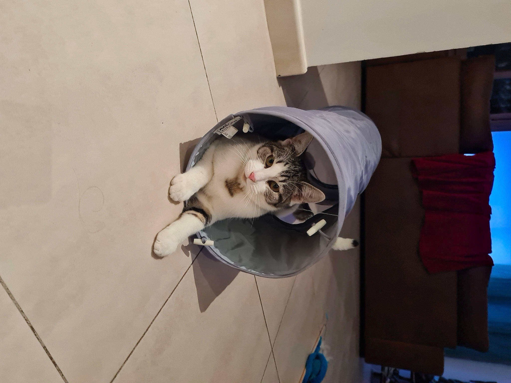 Chamallow a rejoint le concours — aidez-le/la à gagner de superbes lots ! canidae, carnivore, cat, ceiling, comfort, domestic_short_haired_cat, eyewear, fawn, felidae, flooring, fur, hardwood, mechanical_fan, room, small_to_medium_sized_cats, sporting_group, tail, visual_arts, whiskers, wood