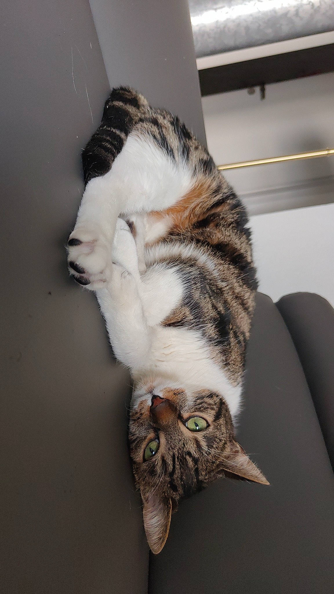 Simba participe au concours pour gagner de l'argent avec cette photo : carnivore, cat, comfort, domestic_short_haired_cat, felidae, flooring, fur, paw, small_to_medium_sized_cats, snout, tail, whiskers, wood