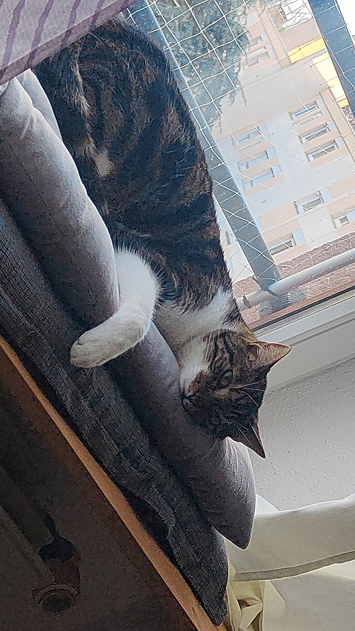 Simba a rejoint le concours — aidez-le/la à gagner de superbes lots ! building, carnivore, cat, comfort, felidae, floor, flooring, fur, grey, human_leg, linens, pattern, room, small_to_medium_sized_cats, tail, thigh, tints_and_shades, whiskers, window, wood