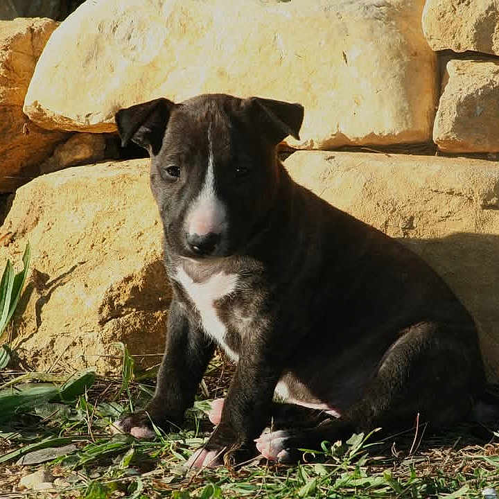 Vixie