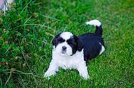 Pumpkin joined the competition — help win amazing prizes! bored, canidae, carnivore, companion_dog, dog, dog_breed, grass, groundcover, natural_landscape, non_sporting_group, plant, snout, sporting_group, terrestrial_animal, toy_dog, working_animal, working_dog