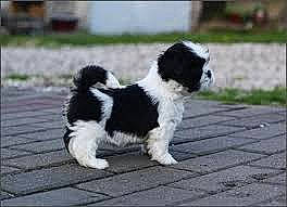 Pumpkin is registered to the contest to win money with this photo: carnivore, companion_dog, dog, dog_breed, fur, grass, non_sporting_group, sporting_group, tail, terrestrial_animal, terrier, toy_dog, working_animal, working_dog