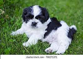 Pumpkin is registered to the contest to win money with this photo: canidae, carnivore, companion_dog, dog, dog_breed, grass, mal_shi, maltepoo, non_sporting_group, plant, puppy, small_terrier, snout, sporting_group, terrestrial_animal, terrier, toy_dog, water_dog, working_animal