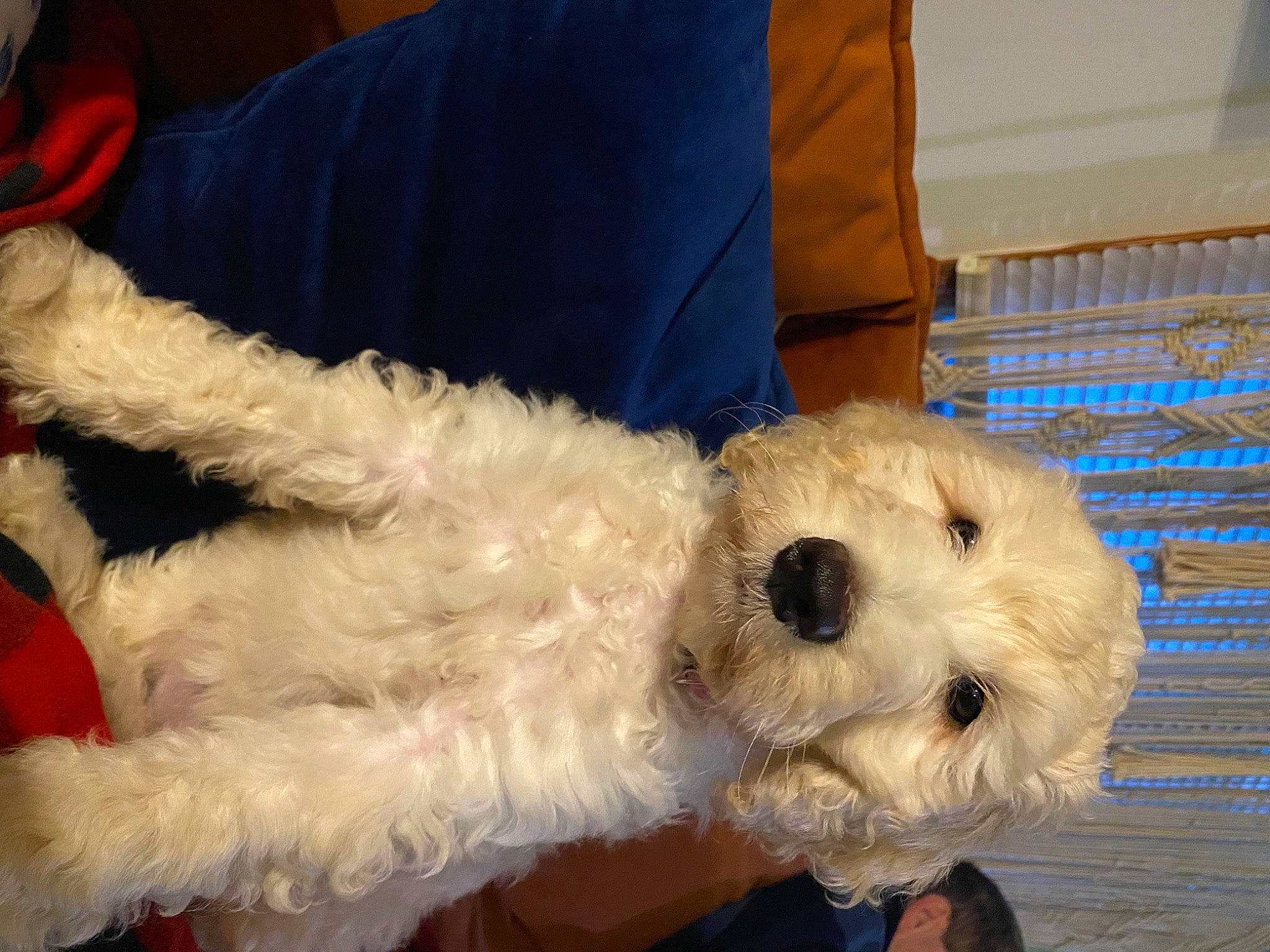 Molly joined the competition — help win amazing prizes! canidae, carnivore, companion_dog, couch, dog, dog_breed, dog_supply, fur, labradoodle, non_sporting_group, puppy_love, shih_poo, small_terrier, snout, sporting_group, stuffed_toy, terrier, toy, toy_dog, working_animal