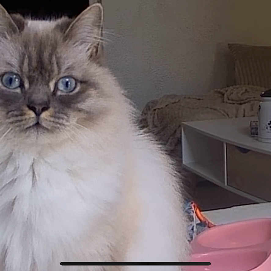 Nala participe au concours pour gagner de l'argent avec cette photo : cat, fluffy, long_hair, blue_eyes, pet, animal, portrait, sitting, indoors, living_room, sofa, coffee_table, pink_bowl, home, furniture, fur, whiskers, ears, front_facing, cozy