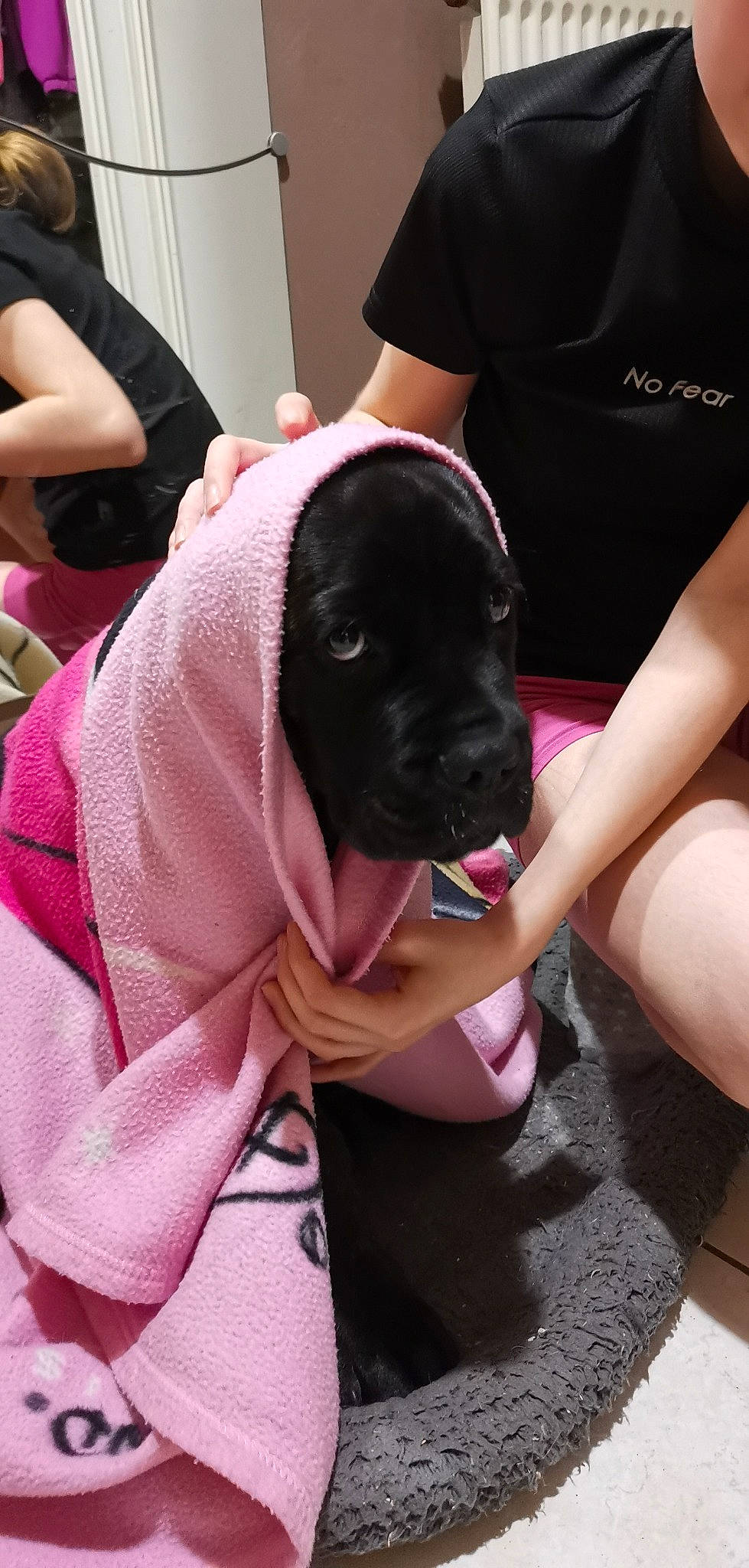 Ross participe au concours pour gagner de l'argent avec cette photo : canidae, carnivore, companion_dog, dog, dog_breed, fawn, fur, gesture, guard_dog, human_leg, magenta, nail, pink, purple, sitting, snout, sporting_group, t_shirt, thigh, working_animal