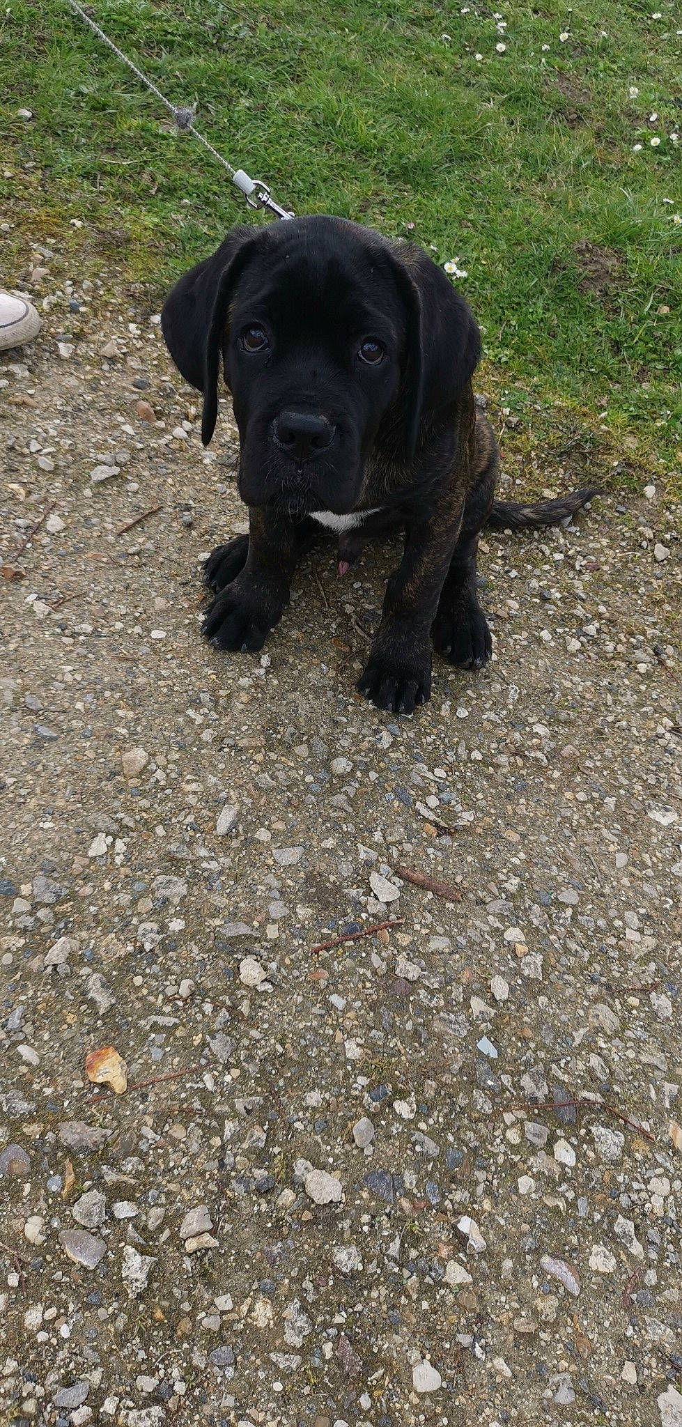 Ross a rejoint le concours — aidez-le/la à gagner de superbes lots ! borador, canidae, carnivore, companion_dog, dog, dog_breed, fawn, fur, grass, gun_dog, liver, plant, retriever, road_surface, snout, soil, sporting_group, terrestrial_animal, whiskers, working_animal