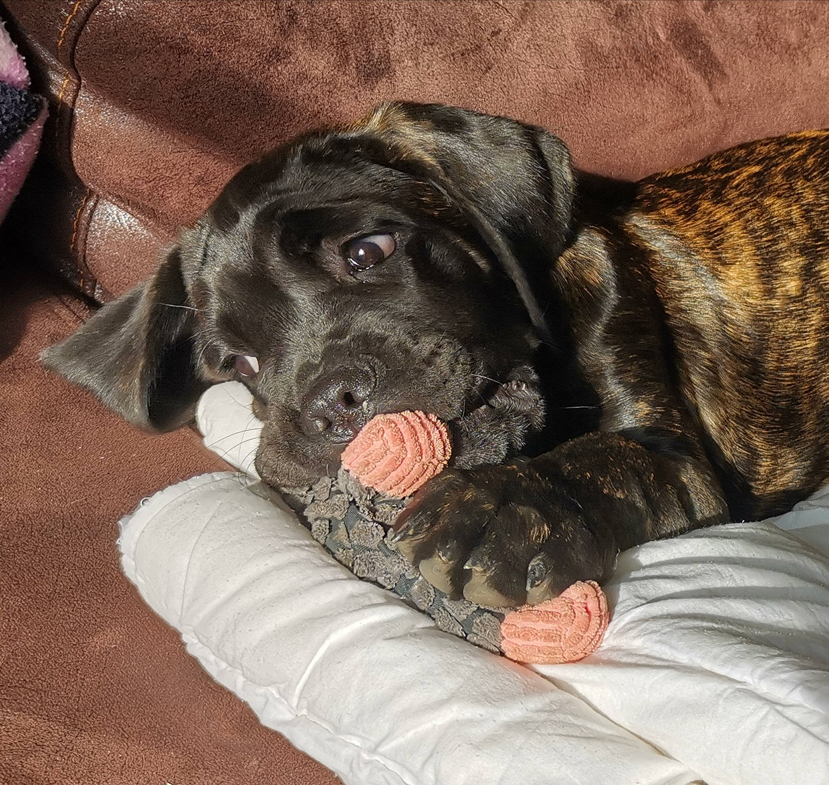 Ross a rejoint le concours — aidez-le/la à gagner de superbes lots ! borador, canidae, carnivore, comfort, companion_dog, dog, dog_breed, fawn, fur, grey, guard_dog, gun_dog, liver, paw, puppy, retriever, sporting_group, whiskers, working_animal, wrinkle