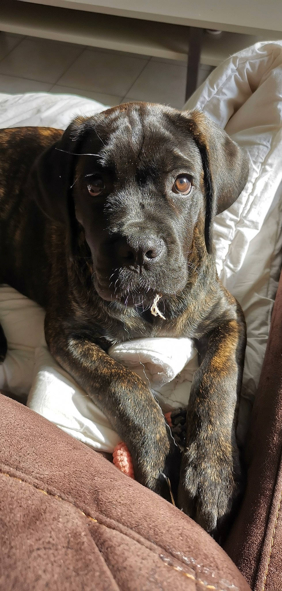 Ross a rejoint le concours — aidez-le/la à gagner de superbes lots ! borador, canidae, carnivore, collar, companion_dog, dog, dog_breed, dog_collar, fur, gun_dog, hunting_dog, liver, non_sporting_group, snout, sporting_group, terrestrial_animal, whiskers, working_animal