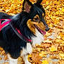 dog, autumn, leaves, outdoor, pet, canine, black_fur, white_fur, brown_fur, harness, nature, fall, happy, tongue_out, walking, close_up, seasonal, leaf_litter, portrait, animal
