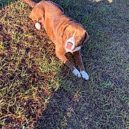 Lucas is registered to the contest to win money with this photo: dog, brown_dog, white_paws, grass, outdoor, sunlight, shadow, relaxed, animal, pet, canine, lying_down, daylight, nature, field, fur, mammal, domestic_animal, one_animal, sunny