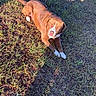 dog, brown_dog, white_paws, grass, outdoor, sunlight, shadow, relaxed, animal, pet, canine, lying_down, daylight, nature, field, fur, mammal, domestic_animal, one_animal, sunny