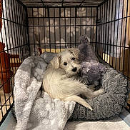 Bentley Oliver is registered to the contest to win money with this photo: puppy, dog, crate, blanket, plush_toy, pet_bed, indoor, cute, snuggling, resting, white_fur, small_dog, furry, cozy, sleeping_area, cage, pet, animal, domestic, young