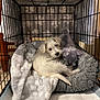 puppy, dog, crate, blanket, plush_toy, pet_bed, indoor, cute, snuggling, resting, white_fur, small_dog, furry, cozy, sleeping_area, cage, pet, animal, domestic, young