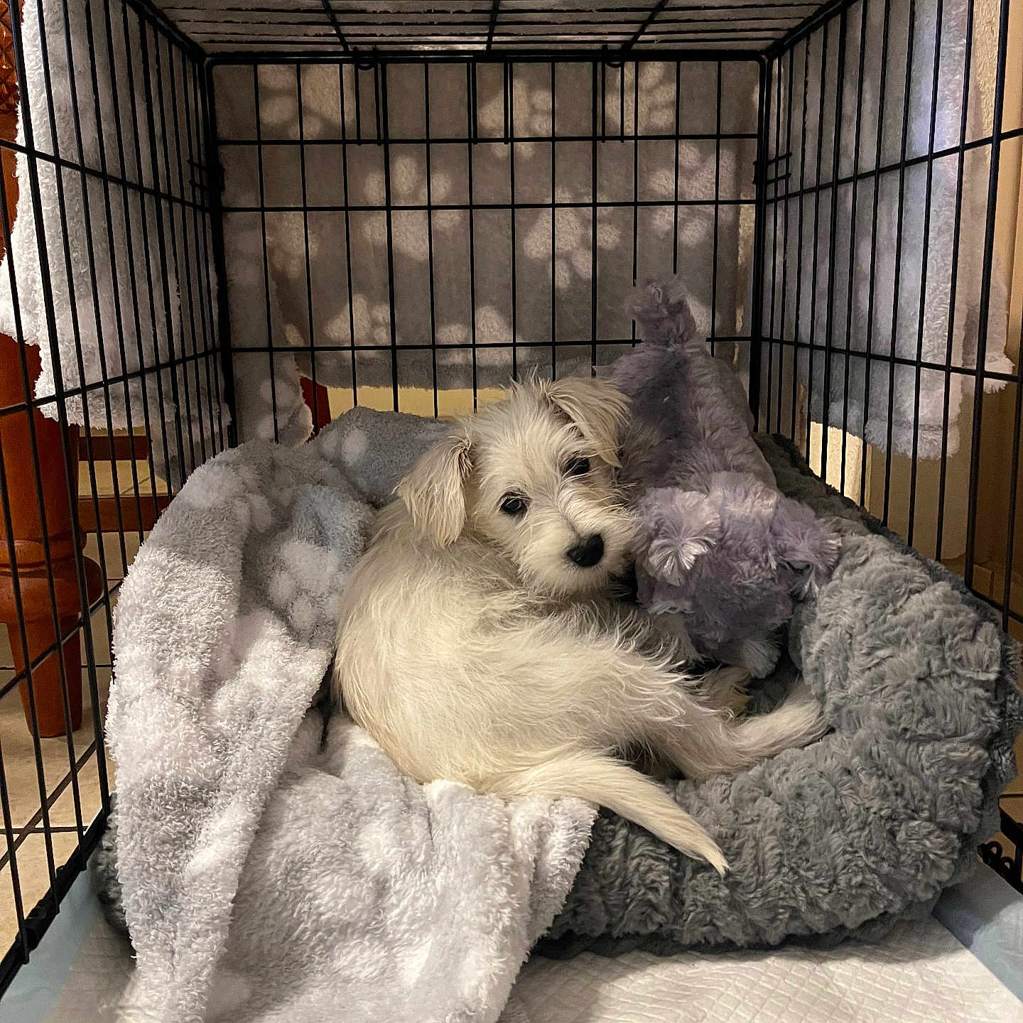 Bentley Oliver is registered to the contest to win money with this photo: animal, blanket, cage, cozy, crate, cute, dog, domestic, furry, indoor, pet, pet_bed, plush_toy, puppy, resting, sleeping_area, small_dog, snuggling, white_fur, young