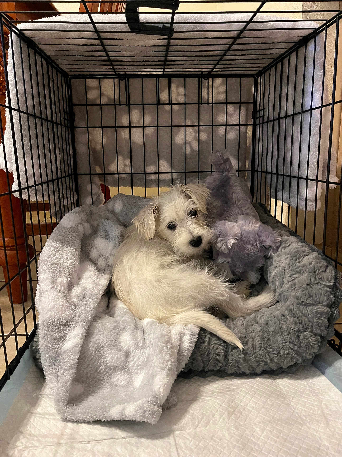 Bentley Oliver is registered to the contest to win money with this photo: puppy, dog, crate, blanket, plush_toy, pet_bed, indoor, cute, snuggling, resting, white_fur, small_dog, furry, cozy, sleeping_area, cage, pet, animal, domestic, young