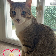 Nono participe au concours pour gagner de l'argent avec cette photo : cat, tabby_cat, indoor, window, couch, pet, animal, fur, whiskers, paws, looking, curious, digital_sticker, heart_shape, blonde_woman, floor, daylight, home, sitting, feline