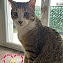 cat, tabby_cat, indoor, window, couch, pet, animal, fur, whiskers, paws, looking, curious, digital_sticker, heart_shape, blonde_woman, floor, daylight, home, sitting, feline