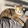 Nono participe au concours pour gagner de l'argent avec cette photo : cat, tabby_cat, green_eyes, couch, gray_couch, sunlight, shadow, wall, texture, indoor, pet, feline, relaxed, resting, paw, closeup, animal, cozy, comfortable, domestic