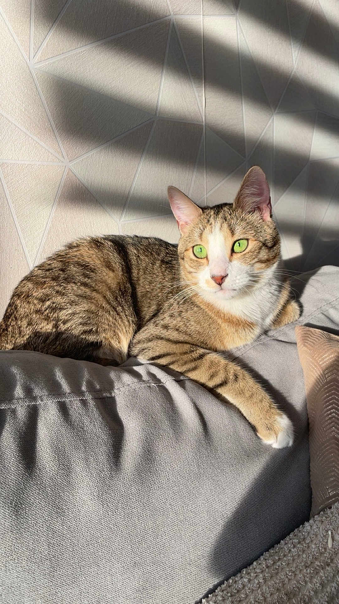 Nono participe au concours pour gagner de l'argent avec cette photo : cat, tabby_cat, green_eyes, couch, gray_couch, sunlight, shadow, wall, texture, indoor, pet, feline, relaxed, resting, paw, closeup, animal, cozy, comfortable, domestic